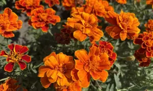 Платний в'їзд до ЄС для українців відкладається