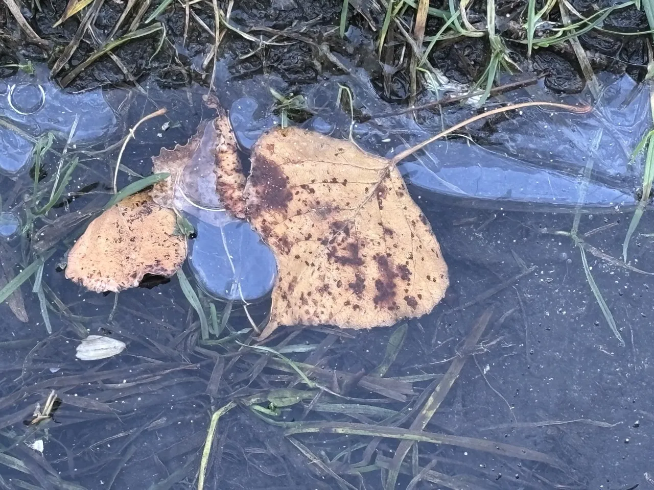 Погода в Україні 14 грудня: дощі, морози та мокрий сніг