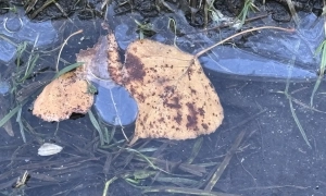 Скандальний глава Миколаївської ОДА подав у відставку – ЗМІ