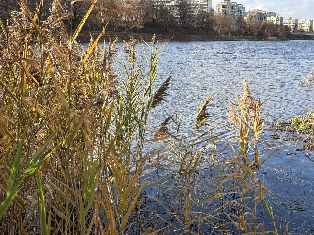 Штормовий вітер та аномальне тепло: прогноз погоди на 12 грудня