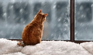 Смертельна аварія на Львівщині: зіткнення позашляховика з вантажівкою забрало три життя