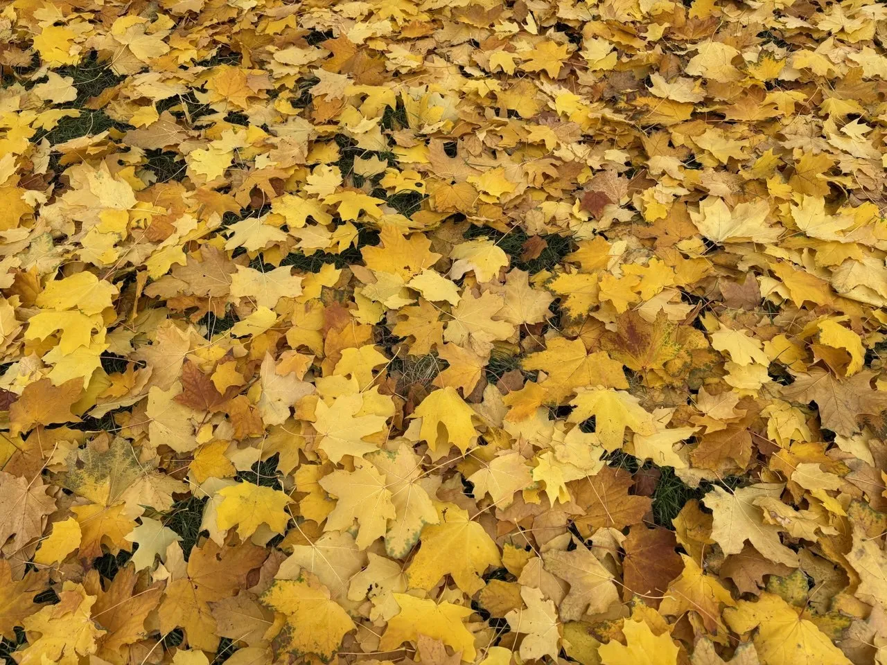 В Україні очікується похолодання: погода на 5 листопада