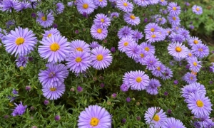 Спека повертається до Києва: прогноз погоди на 23 жовтня