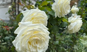 В Україну йде потепління — до +17°, але з дощами