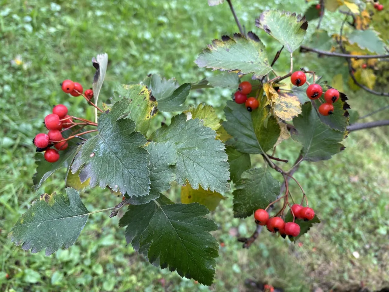 У Києві на 21 листопада прогнозують підвищення температури, але з дощами