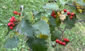 Коломойський повернувся в Україну