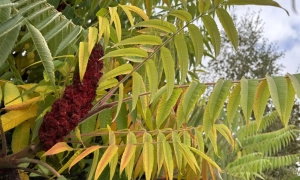 Сонце на заході, дощі на сході: прогноз погоди на 21 жовтня