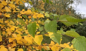 Сухо і тепло: якою буде погода в Україні 23 жовтня