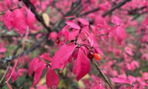 Вбито Аміну Окуєву