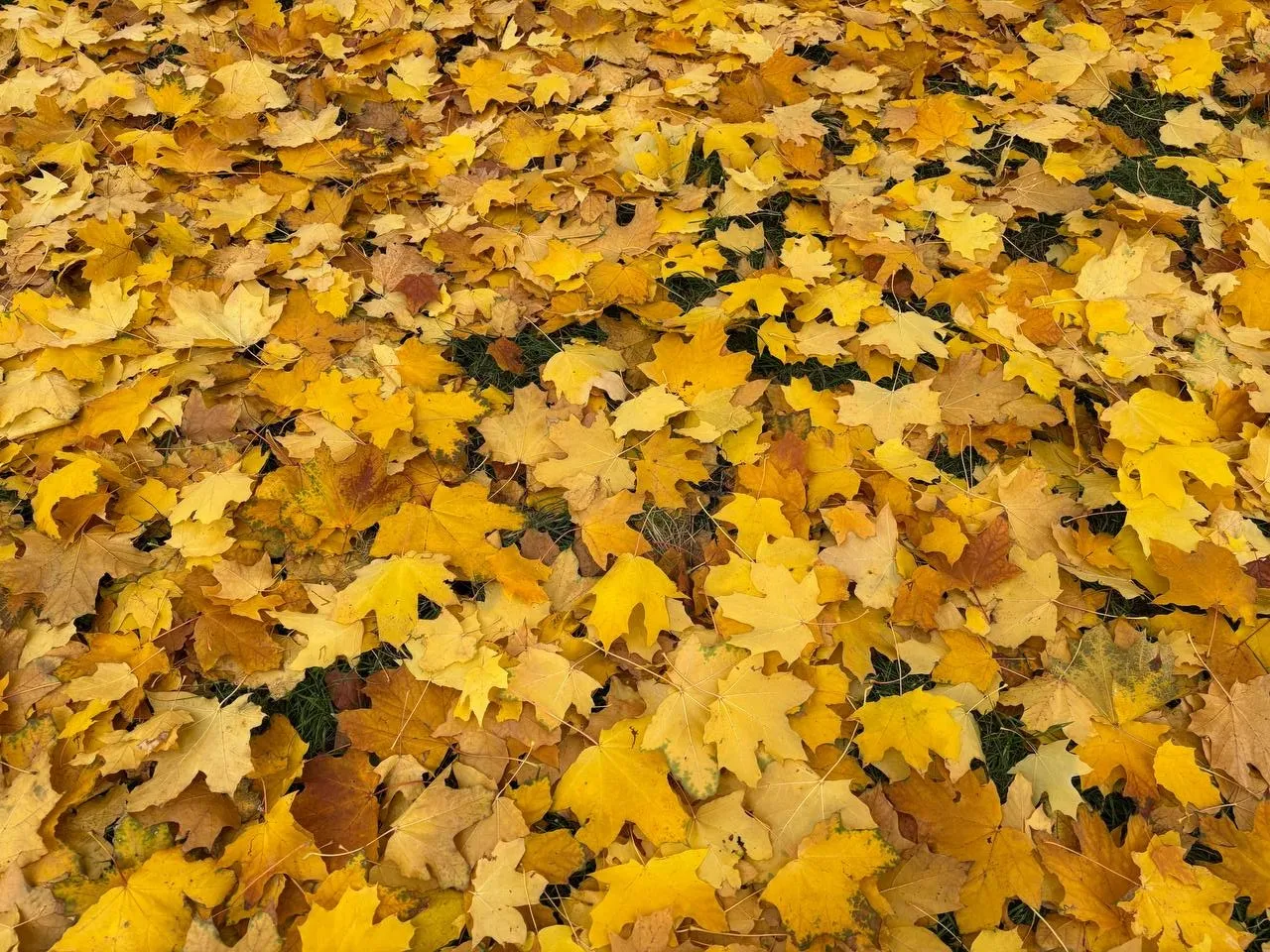 Погода 11 листопада: дощі пройдуть майже по всій Україні