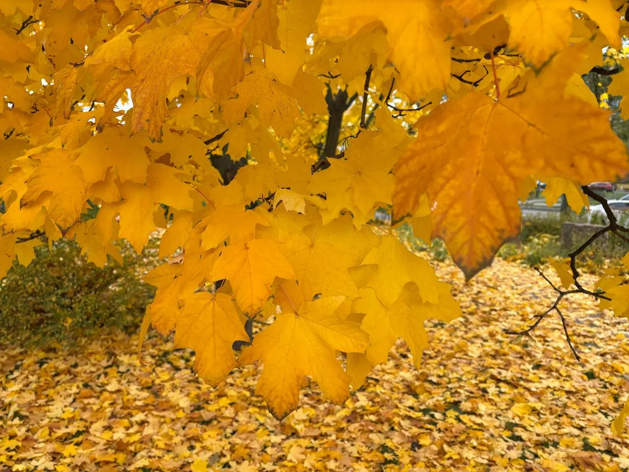 Прогноз погоди на 7 листопада: без опадів, але з туманами