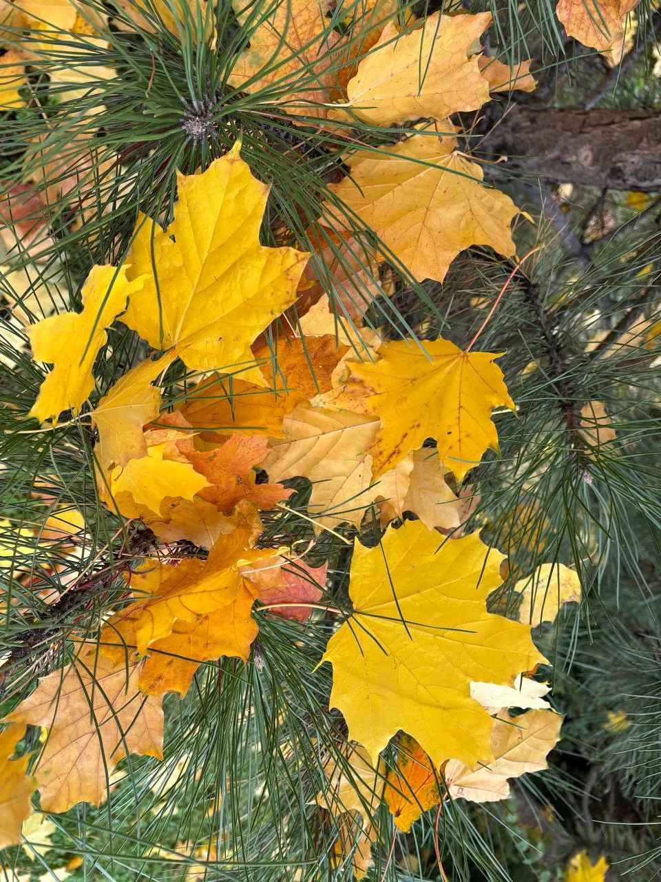 В Україні очікується сильне похолодання, можливий рекорд за останні 70 років