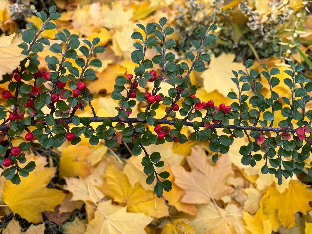 Погода 17 листопада: дощі та +16