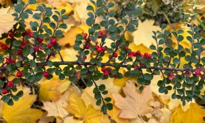 Розслідування вибуху на Кримському мосту: росіяни далекі від реальності