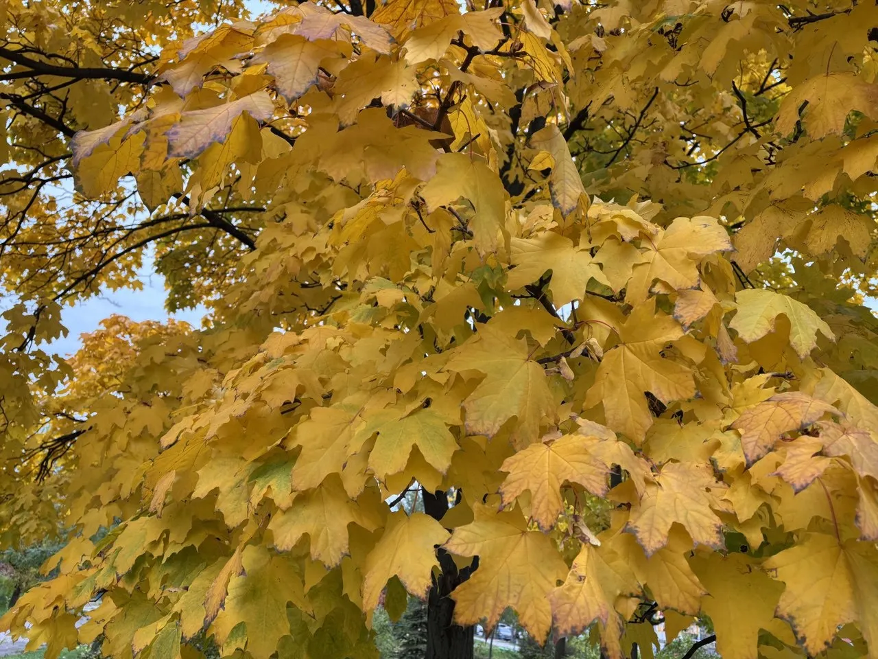 Тепло і туман: якою буде погода 2 листопада Тепло і туман: якою буде погода 2 листопада