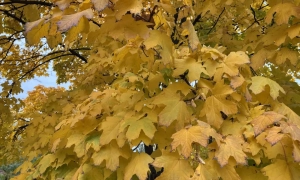 Перший випадок коронавірусу виявлено на Полтавщині