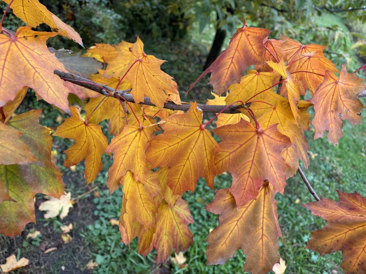 Прогноз погоди 29 жовтня: в Україні незабаром потеплішає Прогноз погоди 29 жовтня: в Україні незабаром потеплішає