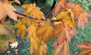 Підозрюваного у держзраді блогера оголосили у розшук  
