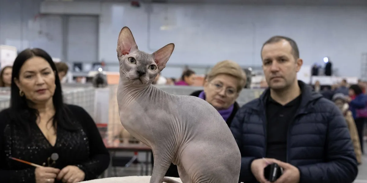 More than 200 cats competed at the Romania International Cat Show in Bucharest, an international beauty competition known as the 'cat Oscars'