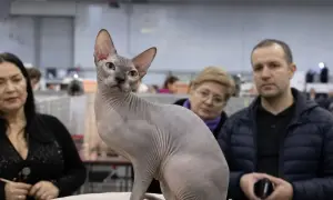 Фото, видео: в Париже стартовала встреча «нормандской четверки»