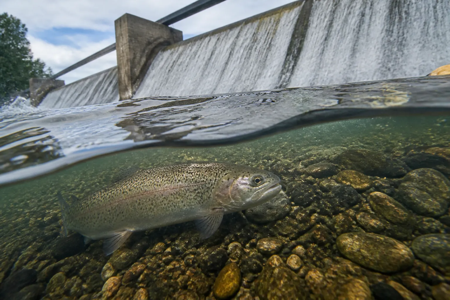 Rising water temperatures in Estonian bodies of water are contributing to the spread of fish parasites