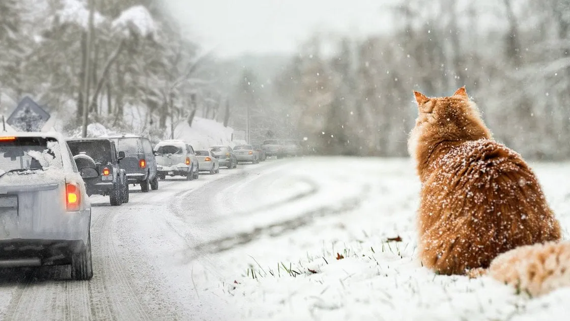 Синоптики дали прогноз погоди на січень 2026 року