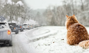 Ніж у спину Кремля: Сербія приєдналась до Кримської платформи 