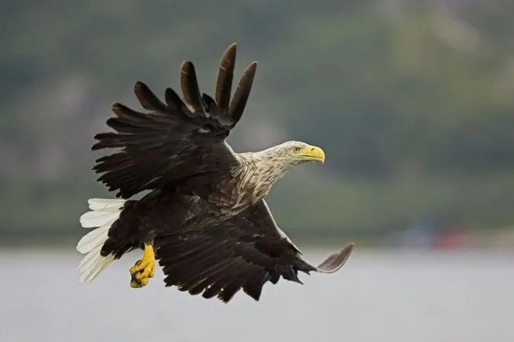 У Чорнобилі виявили 17-те гніздо орлана-білохвоста (Фото)