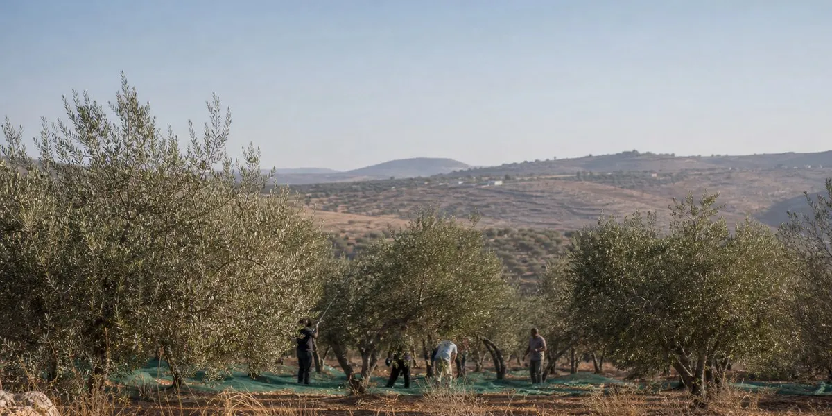 Rabbi Dov Lior allowed settlers to take olives from Palestinian orchards — Al Jazeera