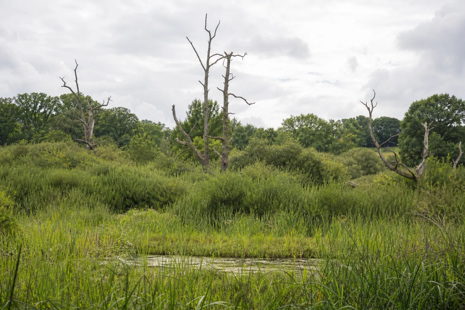 Paintings about wildlife restoration to be shown in West Sussex