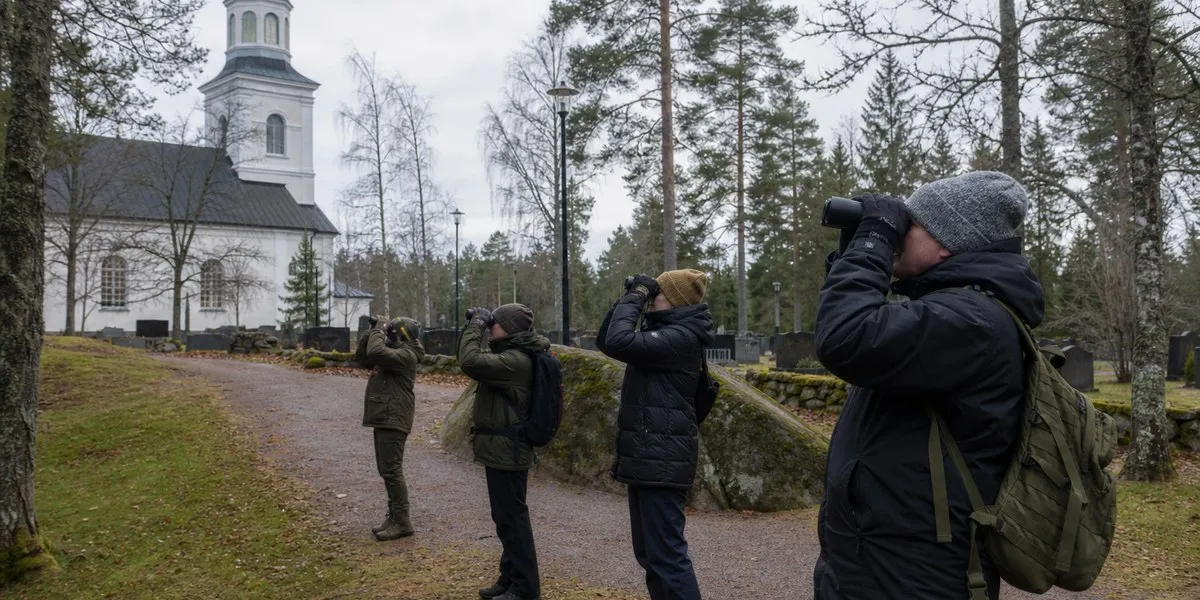 Rare white-fronted shrike draws hundreds of observers in Finland — YLE News