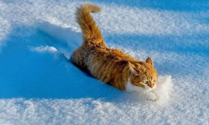 OpenAI більше не вважають лідером у сфері ШІ – Bloomberg