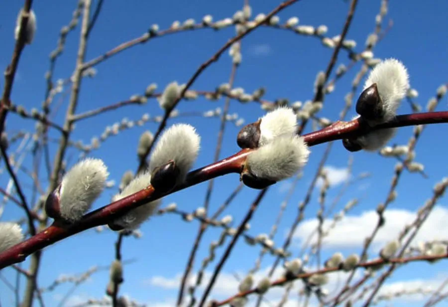В Украине 22 марта ожидается переменная облачность без осадков