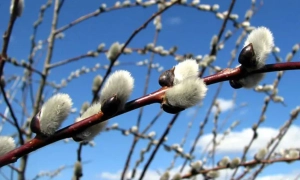 У Києві викрили схему привласнення коштів під виглядом продажу нерухомості