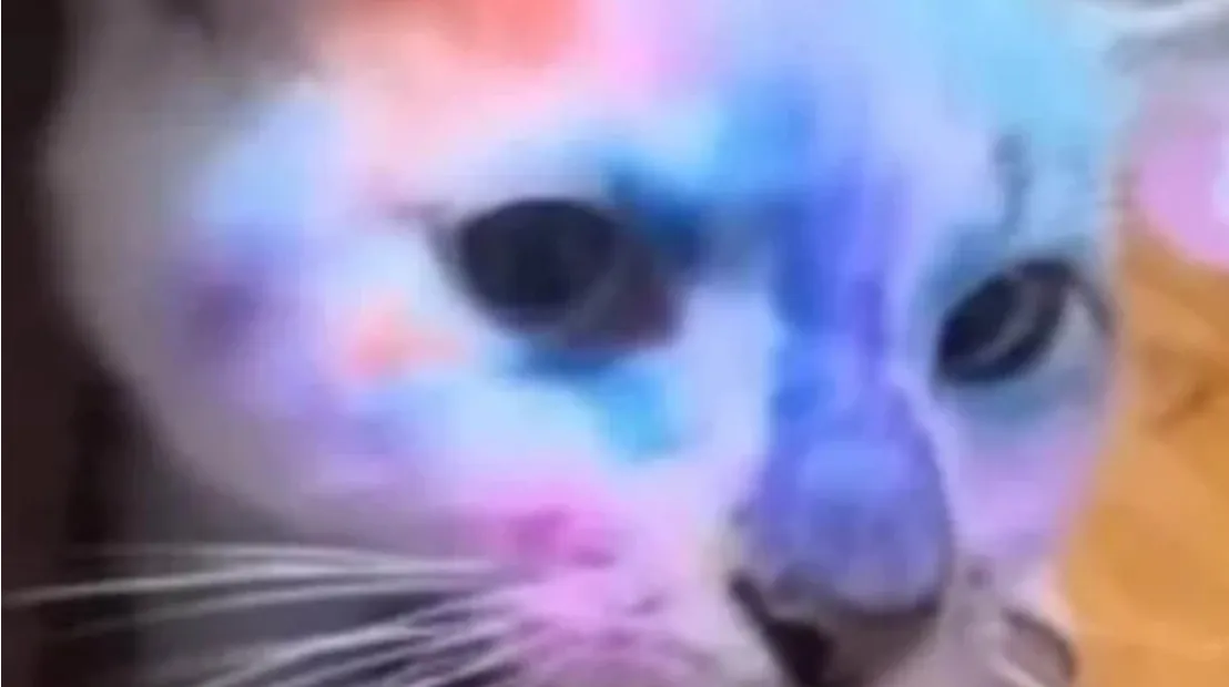 У Львові забрали з родини кота, якого дитина розмалювала фломастерами