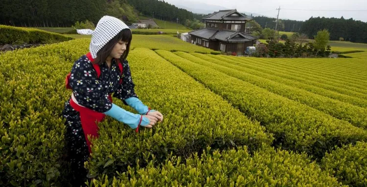 Світовий експорт чаю в 2024 році впав до $7,6 млрд, але Індія та Японія нарощують постачання