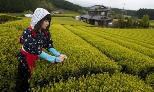 Зеленський розкритикував перед Меркель її ідею перевести українську ГТС на водень