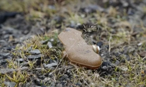 В Україні викрили фейкову інвестиційну групу, що працювала в Європі