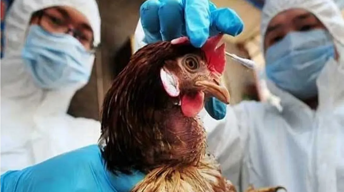 У Чехії знищили десятки тисяч птахів через спалах пташиного грипу