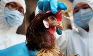 Німеччина передасть Україні кілька сотень автомобілів для патрулювання кордону