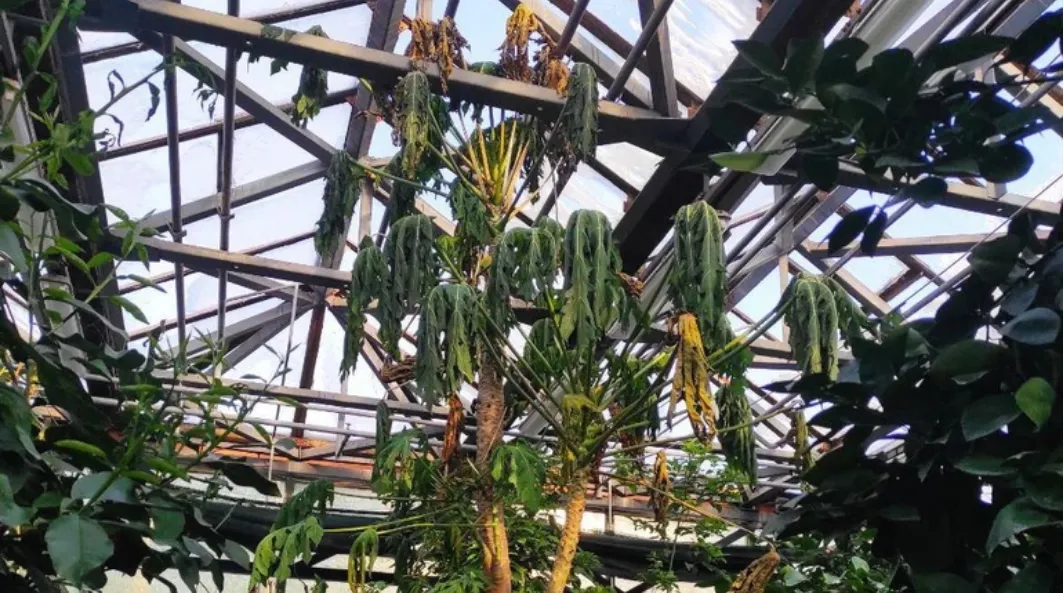 У київському ботсаду вимерзають рослини через блекаут