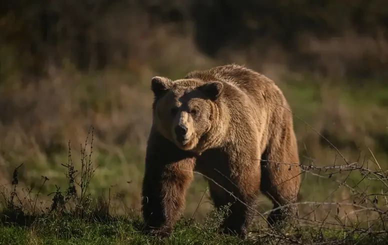 В Японії застосували дрони з перцевим спреєм для боротьби ведмедями – відео