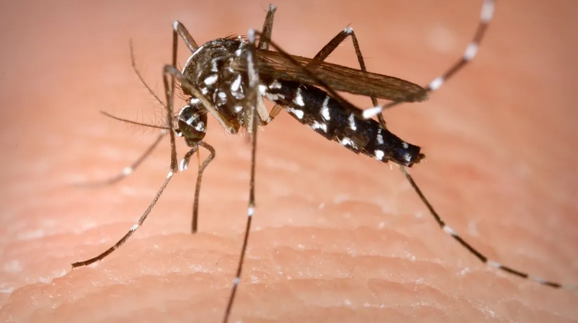 Дві туристки привезли із Занзібару у Львів небезпечну хворобу