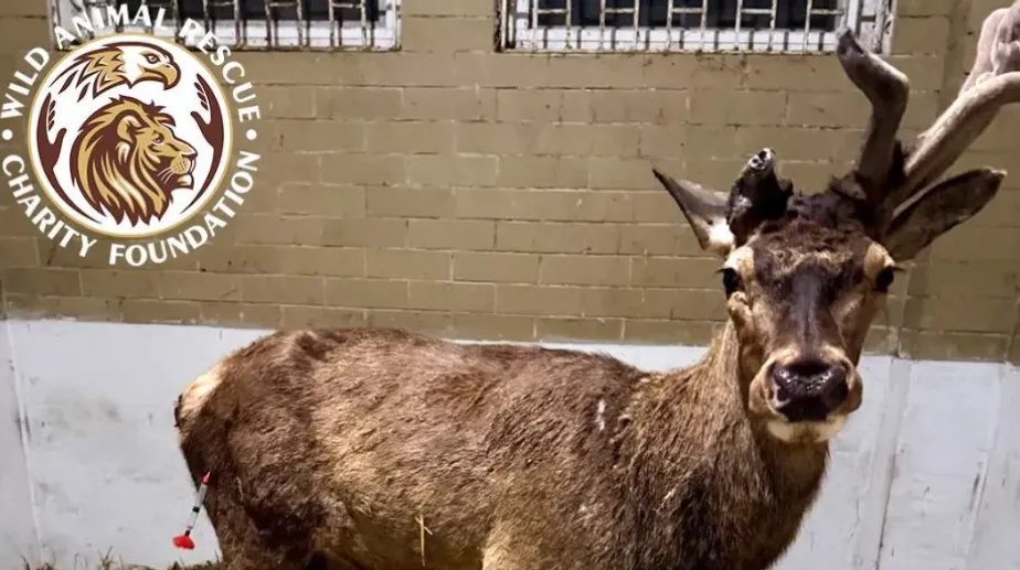 Boris the deer from the Wildlife Rescue Center took his first steps after his injury