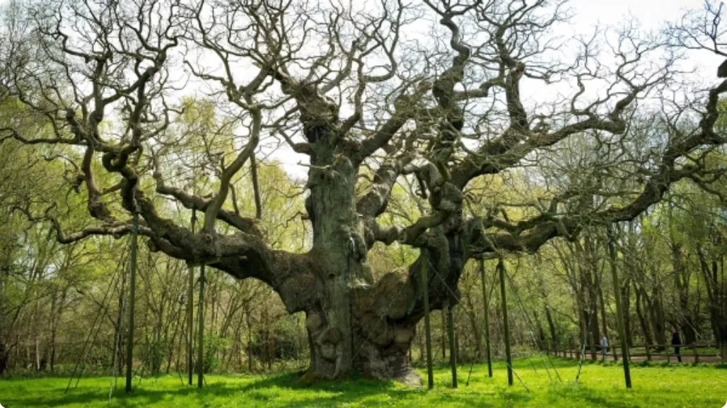 Robin Hood's 1,200-year-old oak tree has died in Sherwood Forest