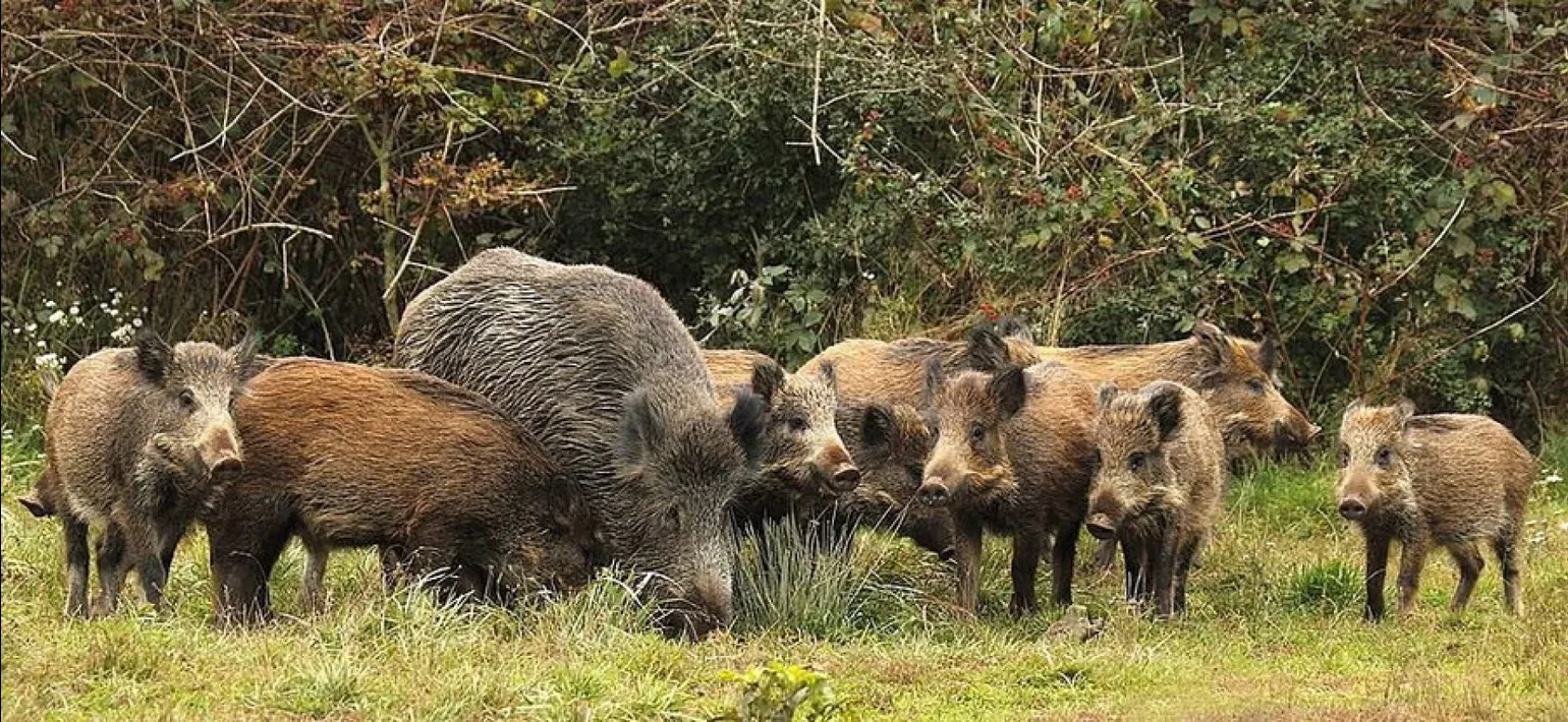 Ukrainian aerial reconnaissance crews filmed a herd of wild boars near Malaya Tokmachka – video