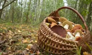 На детскую площадку в Ровно бросили гранату, есть жертвы