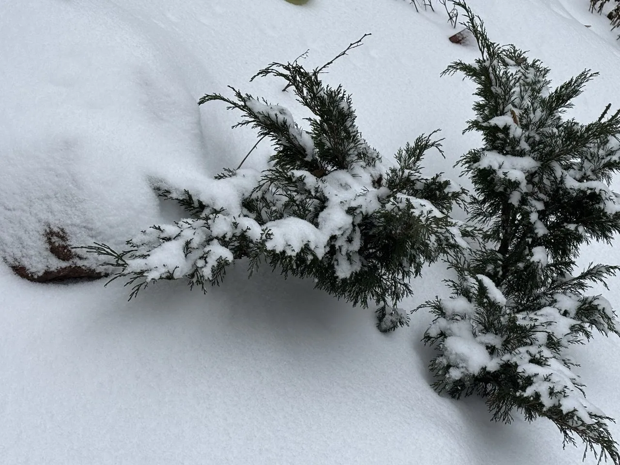 Мороз і ожеледиця, погода в Україні на 1 лютого