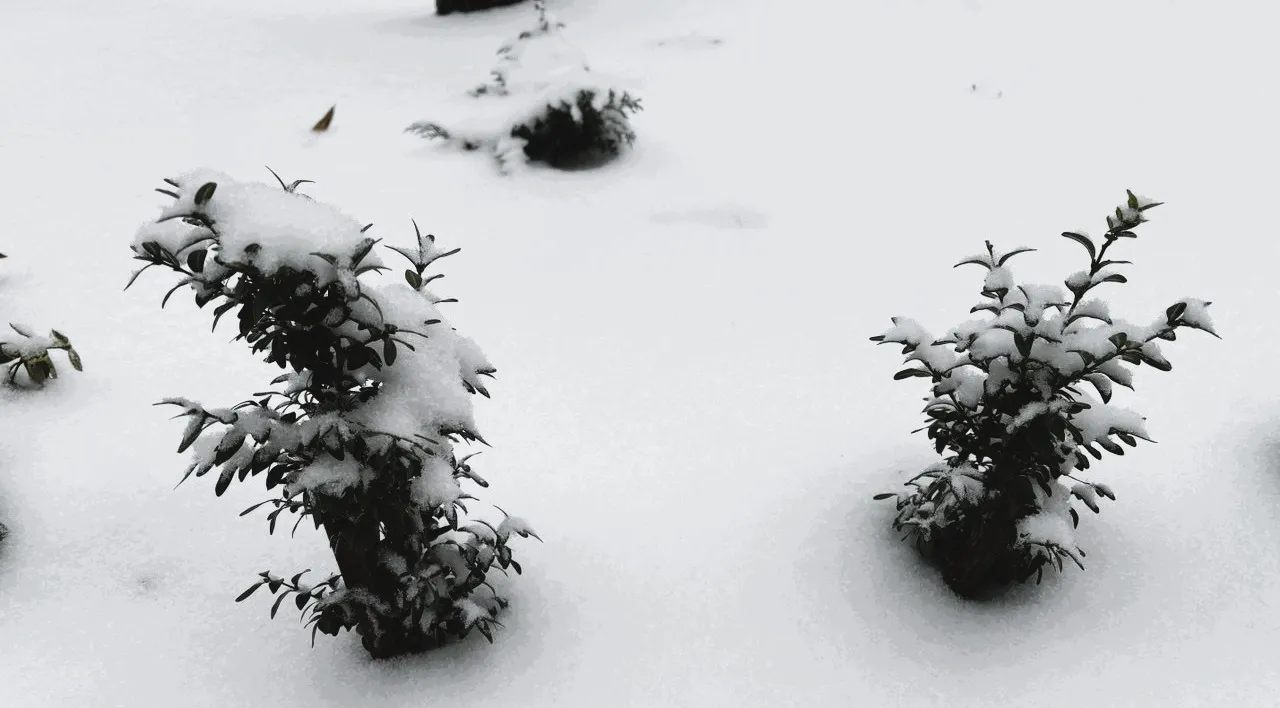Синоптики повідомили, скільки ще тріщатимуть морози в Україні