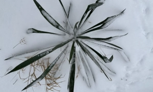 Венедиктова закликала НАБУ та САП притягнути до відповідальності топ-корупціонерів